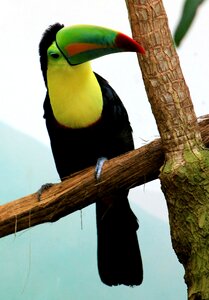 Toucan bird tropical bird photo
