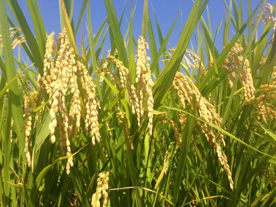 Golden blue sky harvest