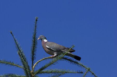 Blue branch plumage photo