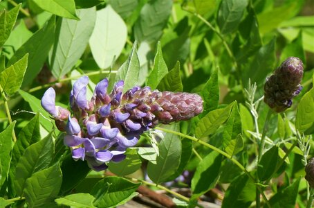 Purple blossom vine