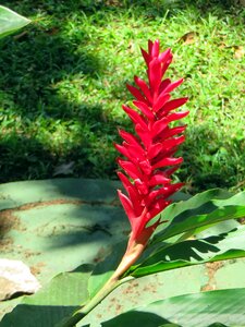 Epi ginger brightly colored