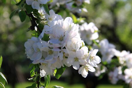 Summer flower nature summer plant photo