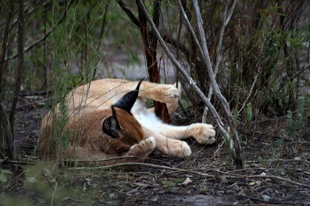 Feline hunter groom