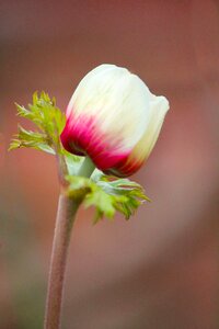 Individually isolated close up