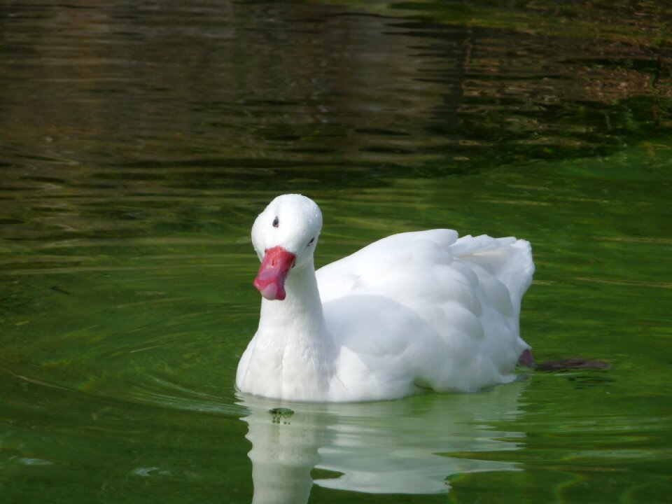 Green water bird feather
