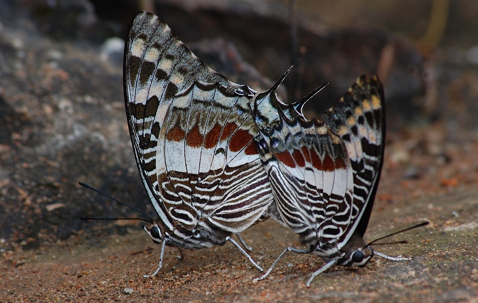 Insect wing wildlife