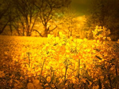 Landscape nature field of rapeseeds photo