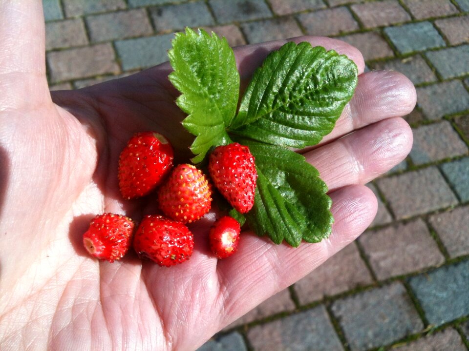 Hand summer berries strawberry leaf