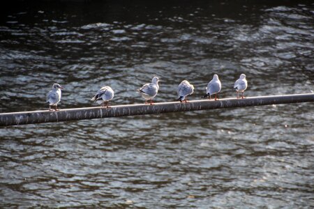 Seagull water wild bird