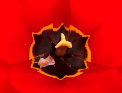 Nature tulpenbluete red