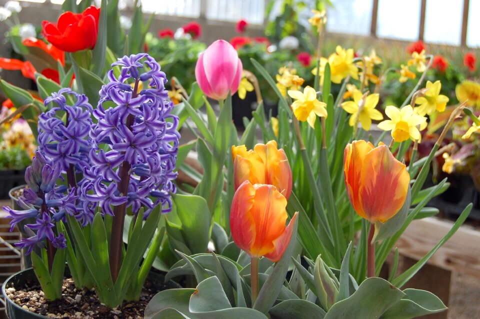 Gardening plant outdoor