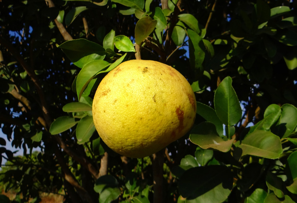 Fresh yellow healthy
