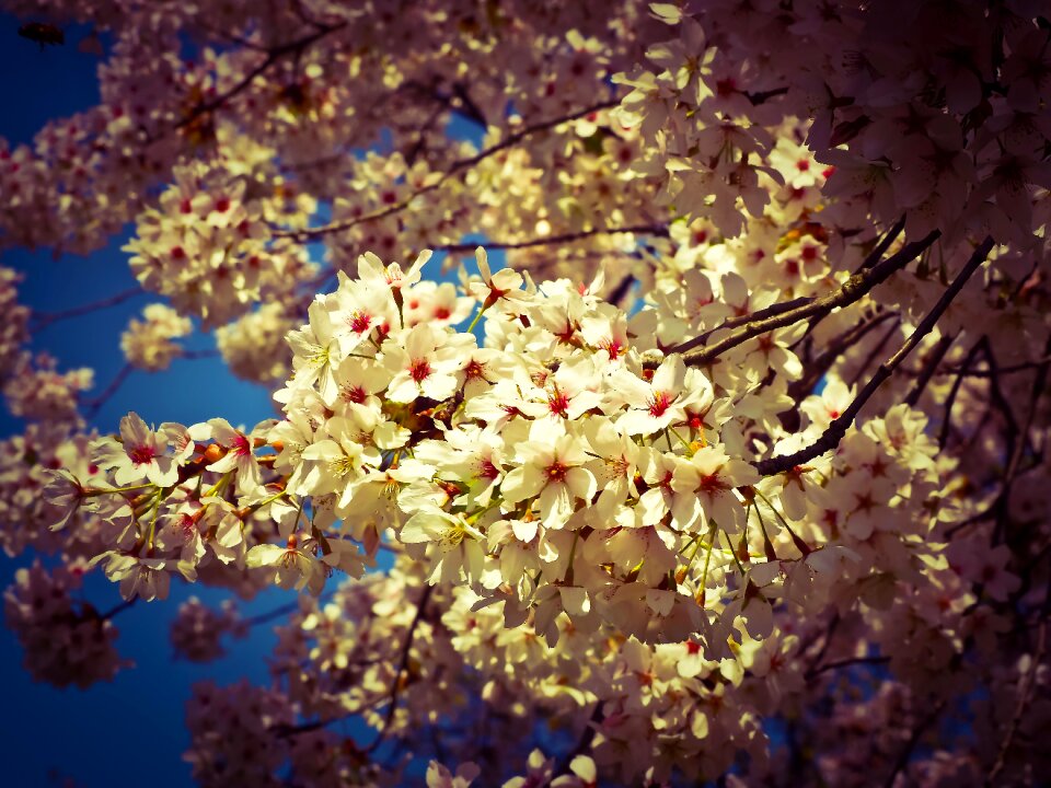 Blossom bloom pink photo