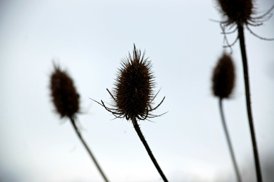 Thistle blue background shadow