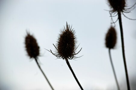 Thistle blue background shadow