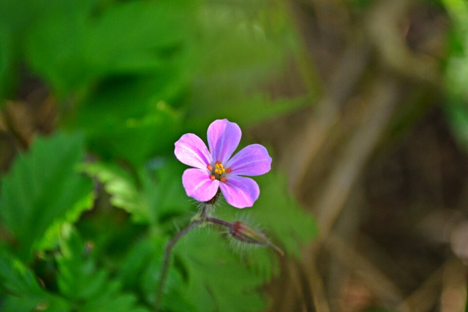 Pink green nature
