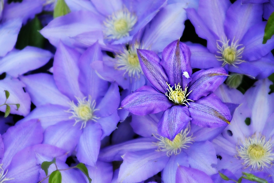 Spring garden colorful