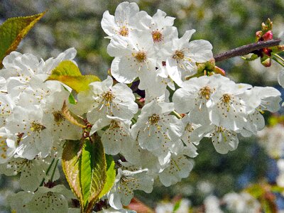 Cherry blossom flowering spring