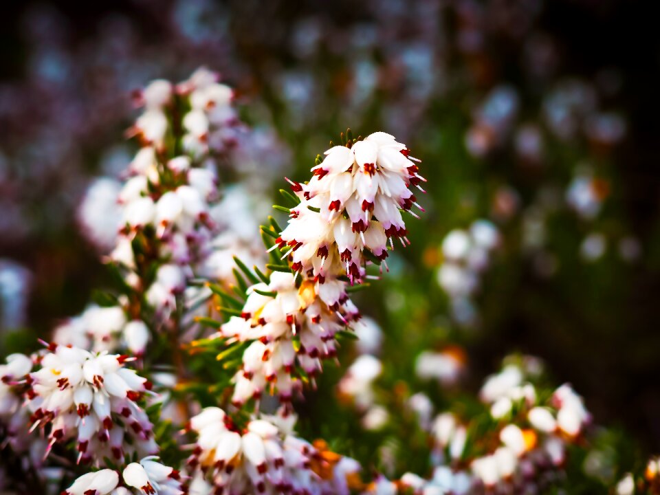 Spring white plant