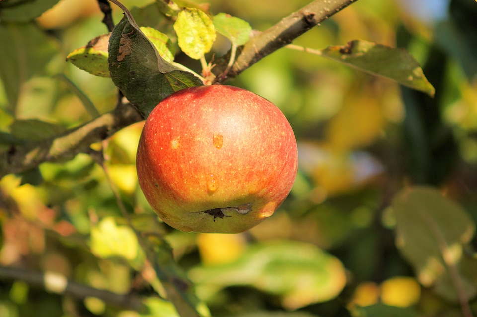 Fruit garden ungeerntet