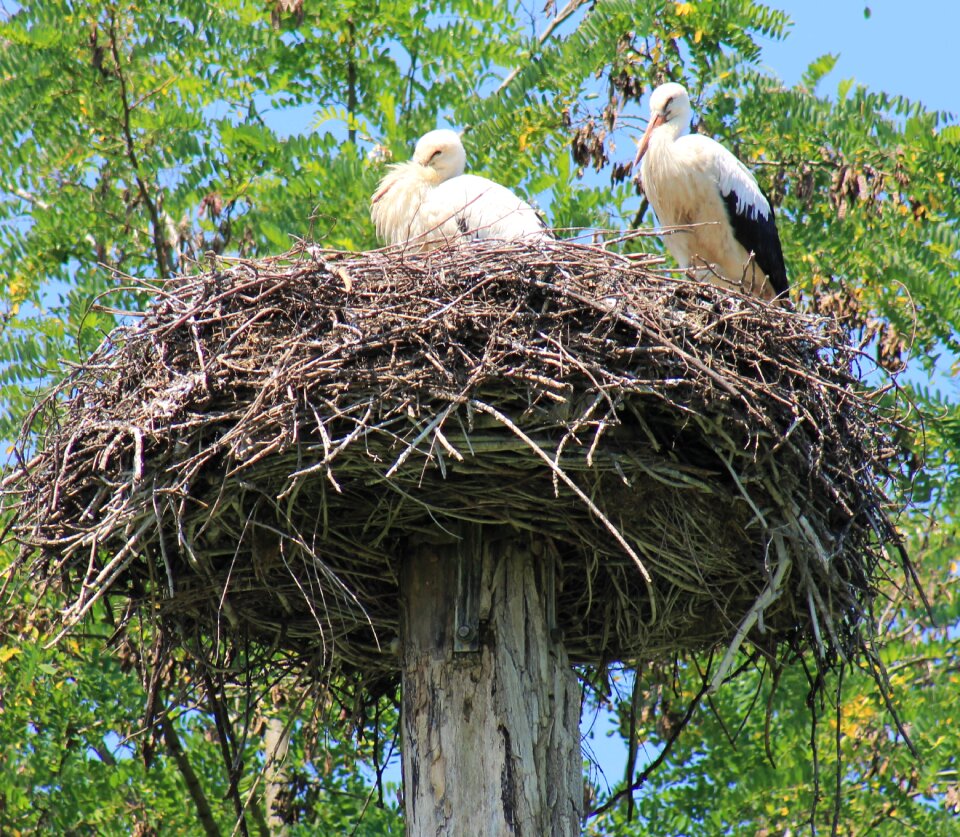 Stork bird storchennest
