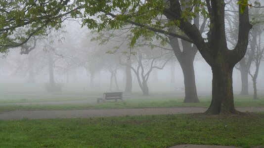 Park plants tree