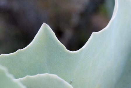 Thorny skewers cactus