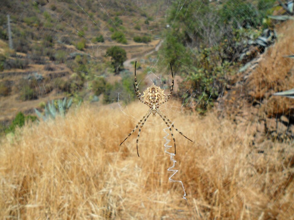 Argiope lobata arachnid