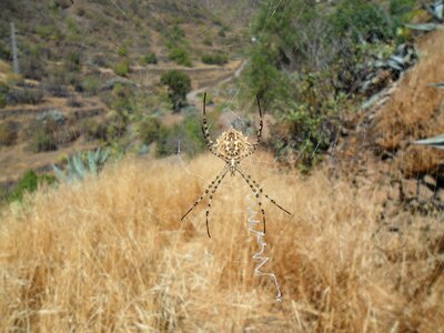 Argiope lobata arachnid