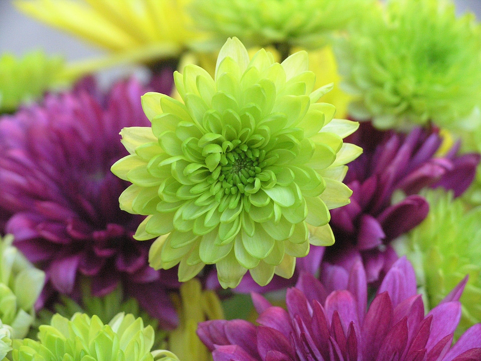 Chrysanthemums petals blossoms