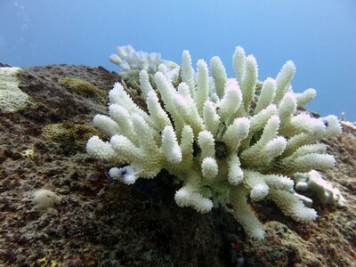 Coral diving sea photo