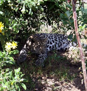 Leopard cub animal predator photo