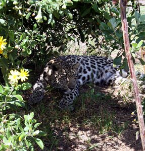 Leopard cub animal predator