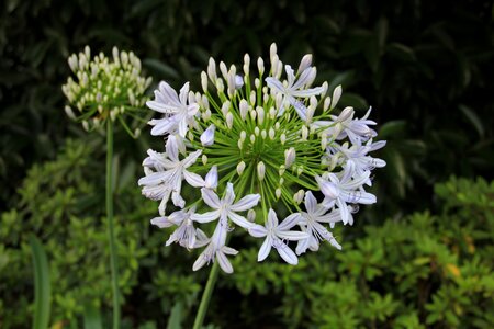 Summer plant close-range photogrammetry