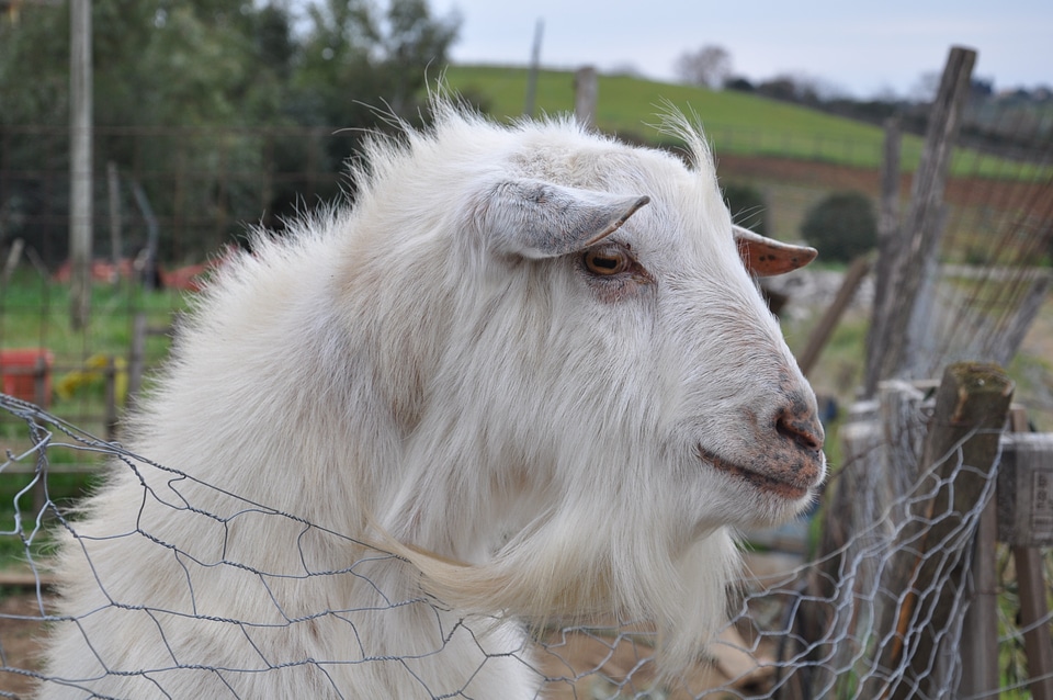 Farm campaign animal