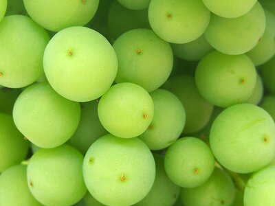 Fruit plant vine