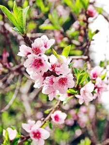 Cherry blossoms fruit tree flowering branch photo