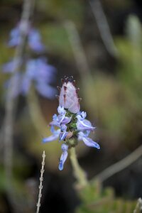 Flowers nature plants