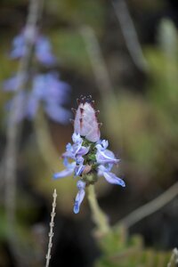 Flowers nature plants photo