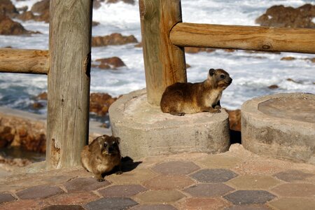 Animal mammal rock