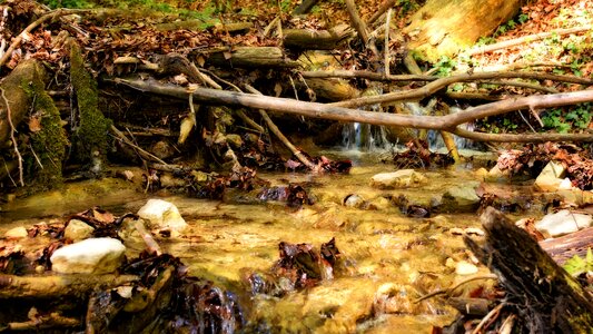 Aesthetic nature forest