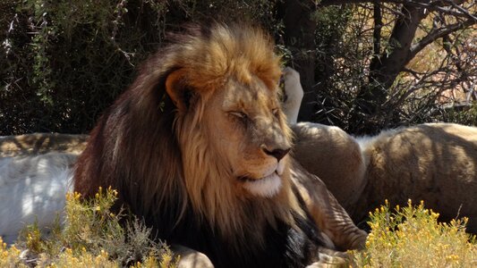 South africa resting african