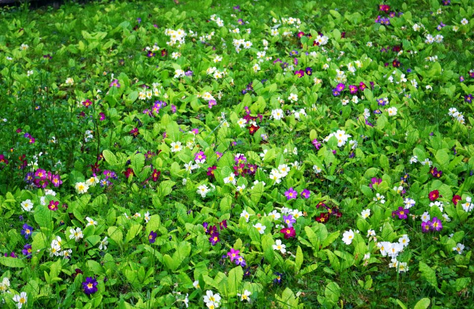 Spring flowers flower meadow