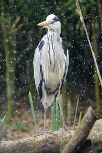 Eastern grey fish eater