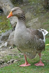Goose graugescheckt anser anser