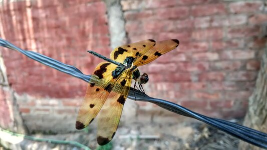 Wings creature summer photo