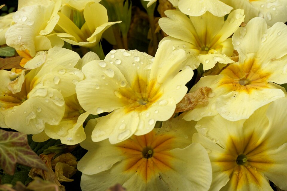Flowers plant bloom
