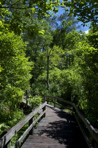 Nature landscape forest