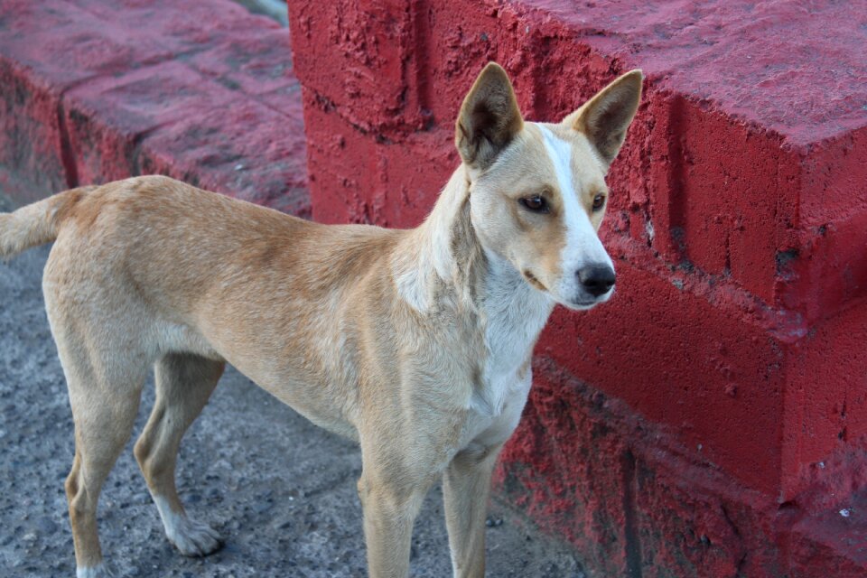 Kiltro quiltro stray dog