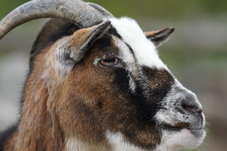 Close up ruminant horned